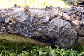 Attēlu rezultāti vaicājumam “Auricularia mesenterica”