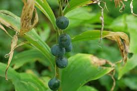 Attēlu rezultāti vaicājumam “Polygonatum multiflorum  fruit”