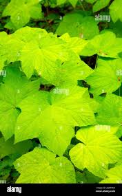 Image result for Leaves Green Bowmen