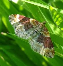 Attēlu rezultāti vaicājumam “Xanthorhoe spadicearia”