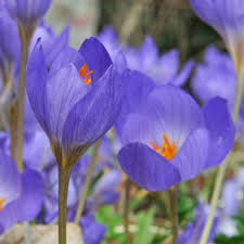 Attēlu rezultāti vaicājumam “Crocus speciosus”
