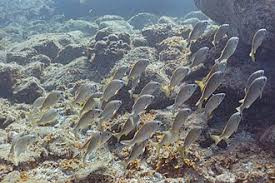 Image result for Pomadasys incisus