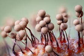 Attēlu rezultāti vaicājumam “Cribraria tenella macro”