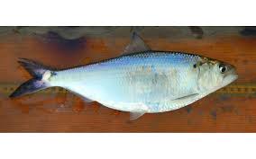 Image result for Alosa alabamae