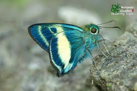 Attēlu rezultāti vaicājumam “Hesperiidae”