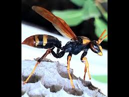 Attēlu rezultāti vaicājumam “Polistes”