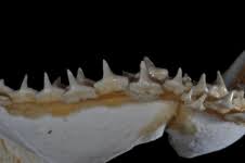 Image result for Carcharhinus acronotus