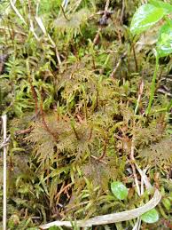 Attēlu rezultāti vaicājumam “Hylocomium splendens”