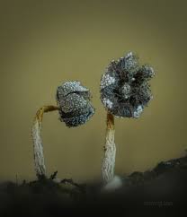 Attēlu rezultāti vaicājumam “Hemitrichia calyculata stalked”