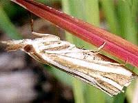 Attēlu rezultāti vaicājumam “Crambidae”