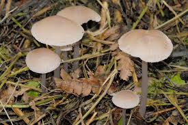 Attēlu rezultāti vaicājumam “Mycena filopes”