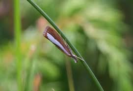 Attēlu rezultāti vaicājumam “Catoptria fulgidella”