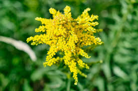 Attēlu rezultāti vaicājumam “Bunias orientalis flower”
