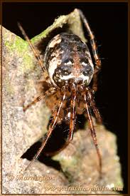 Attēlu rezultāti vaicājumam “Metellina segmentata”