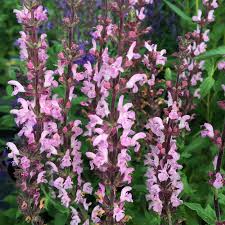 Image result for Salvia pratensis `Rose Rhapsody