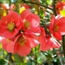 Attēlu rezultāti vaicājumam “Hippophae rhamnoides female flower”