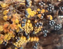 Attēlu rezultāti vaicājumam “Badhamiopsis scripta spores”