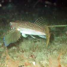 Image result for Dactylopterus volitans