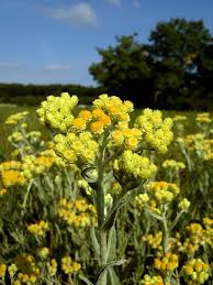 Image result for Helichrysum subulifolium