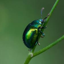 Attēlu rezultāti vaicājumam “Anisotoma humeralis”