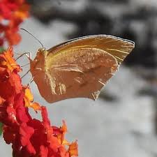 Attēlu rezultāti vaicājumam “Athelia pyriformis”