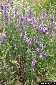 Attēlu rezultāti vaicājumam “Campanula rapunculoides bud”