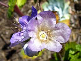Image result for Phacelia