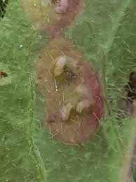 Attēlu rezultāti vaicājumam “Cystiphora sanguinea”