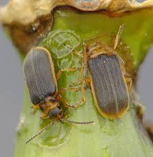 Attēlu rezultāti vaicājumam “Galerucella nymphaeae”