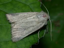 Attēlu rezultāti vaicājumam “Chortodes fluxa”