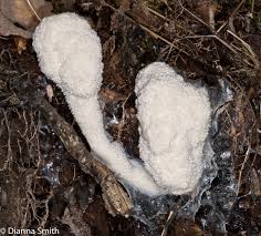 Attēlu rezultāti vaicājumam “Brefeldia maxima plasmodium”