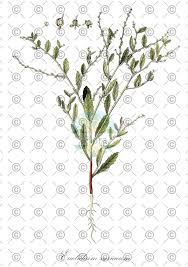 Attēlu rezultāti vaicājumam “Erysimum hieracifolium fruit”