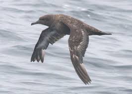 Image result for Puffinus gravis