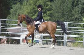 Image result for Woodhill Riding Club