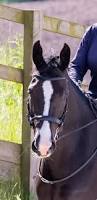 Image result for Dalkeith Park Equestrian Club