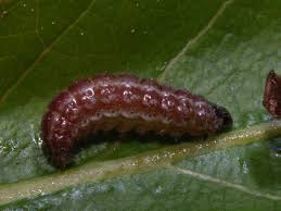 Attēlu rezultāti vaicājumam “Platyptilia gonodactyla”