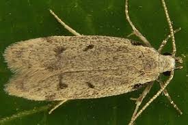 Attēlu rezultāti vaicājumam “Gelechia rhombella”