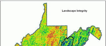 Attēlu rezultāti vaicājumam “Licea pusilla young”