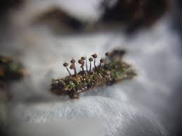 Attēlu rezultāti vaicājumam “Enteridium variabile spores”