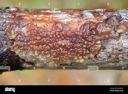 Attēlu rezultāti vaicājumam “Exidia cartilaginea”