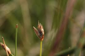 Attēlu rezultāti vaicājumam “Eleocharis quinqueflora flower”