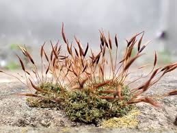 Attēlu rezultāti vaicājumam “Tortula lingulata macro”