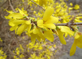 Attēlu rezultāti vaicājumam “Forsythia intermedia flower”