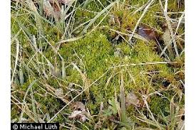 Attēlu rezultāti vaicājumam “Dicranum bonjeanii”