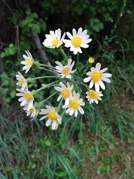 Attēlu rezultāti vaicājumam “Enteridium corticatum sessile”