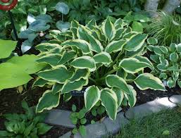 Image result for Hosta Warpaint