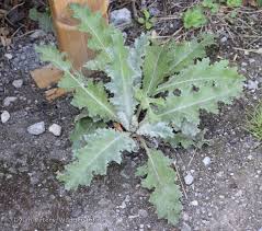 Image result for Onopordum acanthium