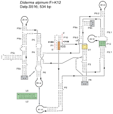 Attēlu rezultāti vaicājumam “Colloderma sp.”