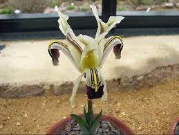Attēlu rezultāti vaicājumam “Iris rosenbachiana flower”