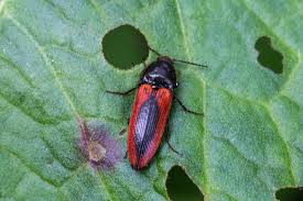 Attēlu rezultāti vaicājumam “Ampedus sanguinolentus”